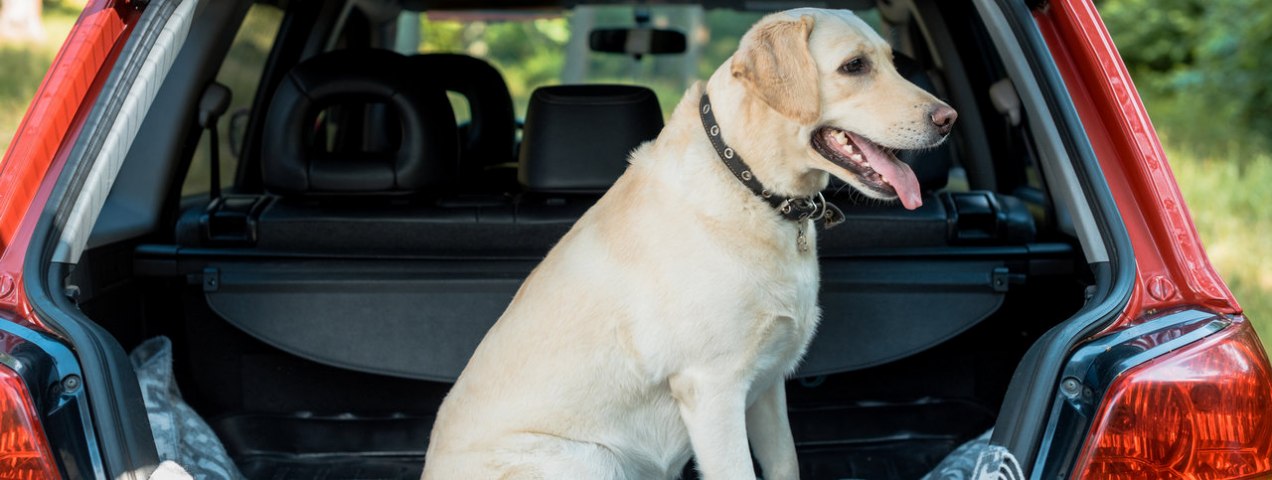 Tips to Drive with A Pet in Dubai
